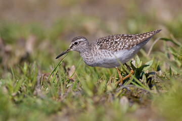 Wood Sandpiper