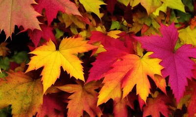 maple leaves