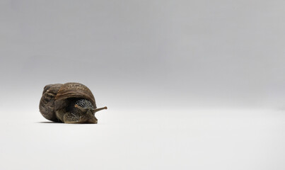 
garden snail on white background with copy space