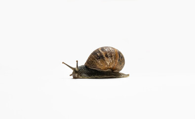 
snail on white background