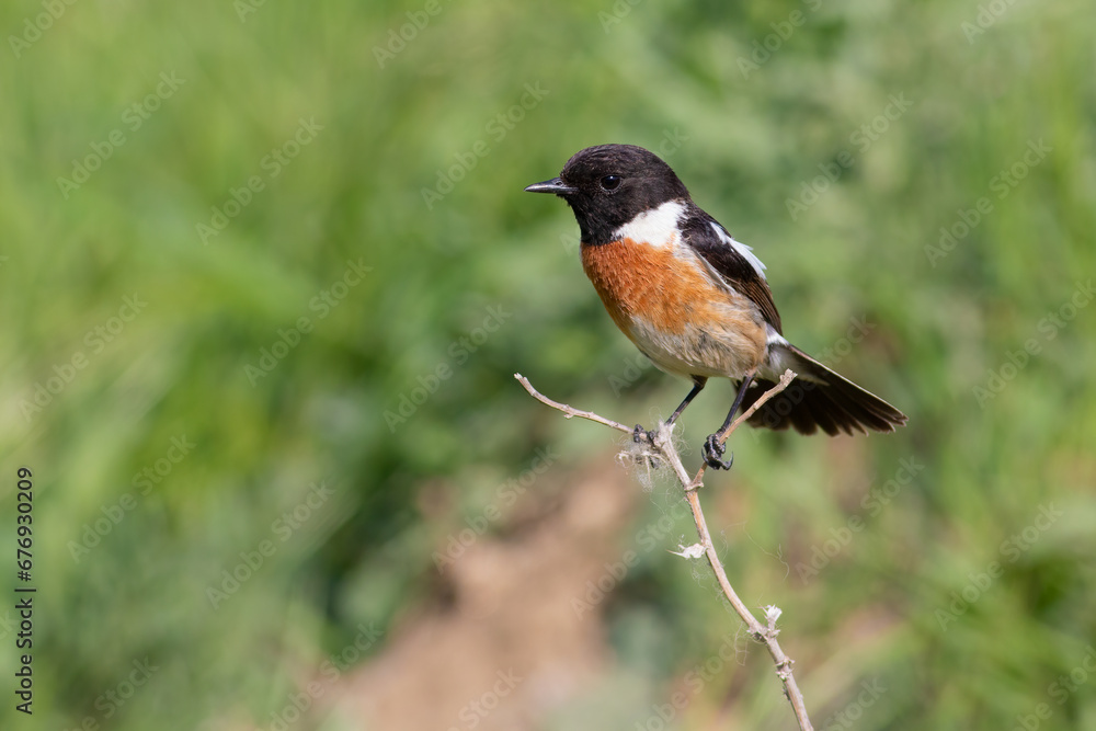 Wall mural European Stonechat