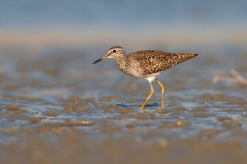 Wood Sandpiper