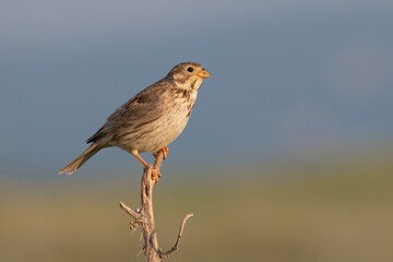 Corn Bunting