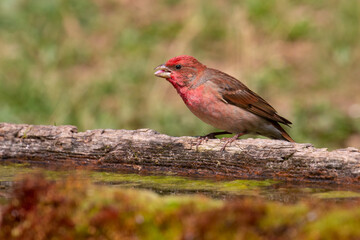 Common Rosefinch