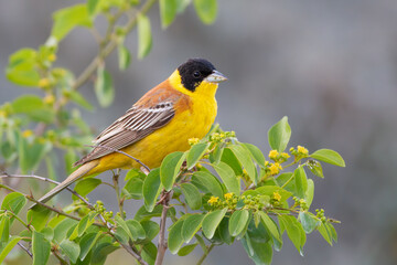 Black-headed Bunting