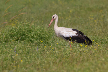 White Stork