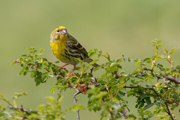 European Serin