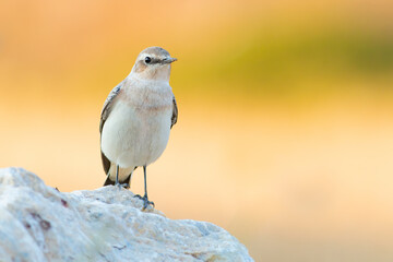 Northern Wheatear