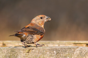 Red Crossbill