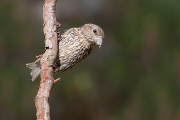 Red Crossbill