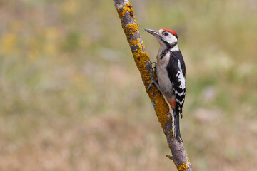 Great Spotted Woodpecker