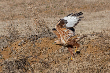 Long-legged Buzzard © Kenan