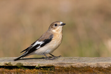 Collared Flycatcher