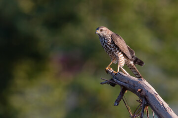 Levant Sparrowhawk