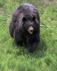 Open mouth attacking Black Bear running toward viewer