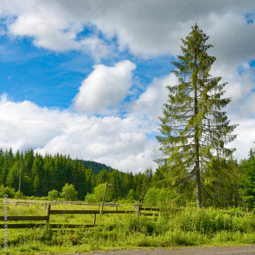 Wall mural pine trees on background mountains.