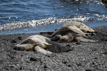 island sea turtle