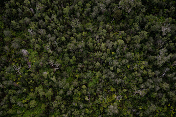 forest from above