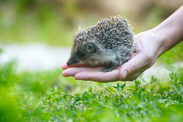 Small beautiful European hedgehog (Erinaceus europaeus)  in palm of the hand. .Wild animal in the home garden. - obrazy, fototapety, plakaty