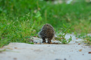European hedgehog (Erinaceus Europaeus), in the yard on the path.