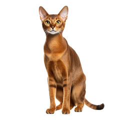 Abyssinian cat with a slender physique and ticked coat, standing elegantly, entire form visible against a transparent backdrop.