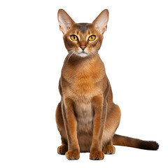 A sleek Abyssinian cat, with its richly colored fur and elegant stature, stands in full view against a clear transparent background.