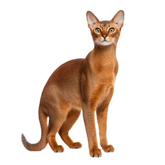 An Abyssinian cat displayed in full body, with its vibrant coat and slender build, set against a transparent background for a clear view. - obrazy, fototapety, plakaty