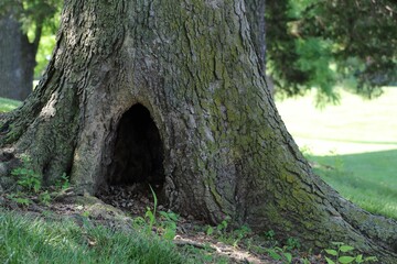 Closeup of a tree trunk with a big hole - obrazy, fototapety, plakaty