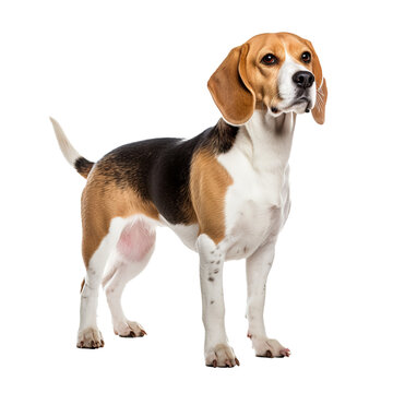 A Beagle dog stands in full view, its tri-color coat vividly displayed against a transparent background, capturing the breed's spirited essence.