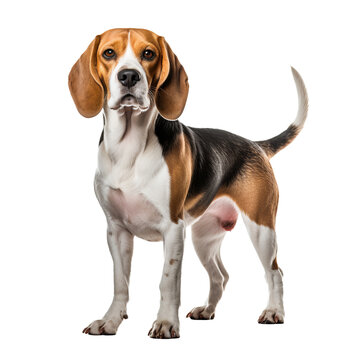 A Beagle dog stands in full view, with its tricolor coat and floppy ears highlighted against a transparent backdrop.