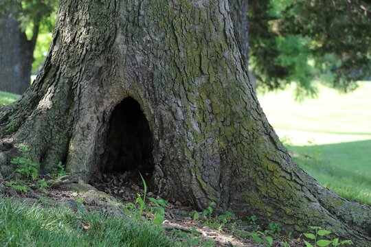 Closeup of a tree trunk with a big hole