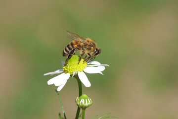 Western honey bee or European honey bee (Apis mellifera) on flowers of chamomile (Matricaria chamomilla, Matricaria recutit). Family Asteraceae. July, Netherlands