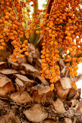 Unripe date bunches on a palm tree.