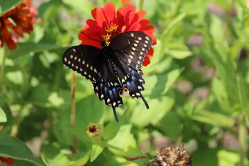 Closeup shot of an old world swallowtail butterfly (Papilio machaon) resting on the red zinnia