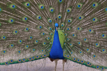 Obraz premium male peacock showing off its plume