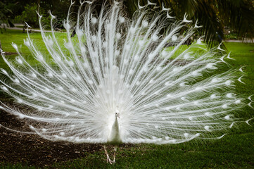 Obraz premium white peafowl showing off its plume