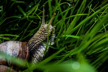 Obraz premium Closeup shot of a small snail surrounded by green grass in a garden in daylight