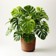 A potted plant with green leaves on a white background. Monstera in ceramic pot.