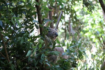 Closeup of adorable fluffy koala resting on an evergreen tree branch in the zoo