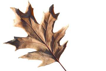 Dry leaf of Quercus palustris on white background. Autumn tree.
