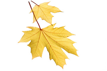 Yellow maple leaves on a white background. Sunny autumn leaf fall in the forest.