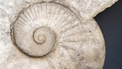 Close-up of a huge ammonite fossil. Abstract background with ancient prehistoric ammonite fossils. Stylish background with a large spiral shell. Fossil spiral mollusk close-up.