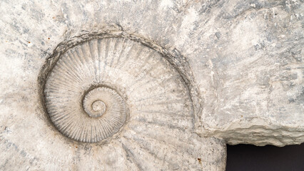 Ammonite background top view. Fossil spiral mollusk close-up. Abstract background with ancient prehistoric ammonite fossils.  Prehistoric specimen of a huge ammonite for archaeological background.