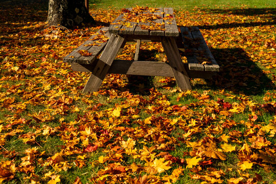 Autumn picnic bench