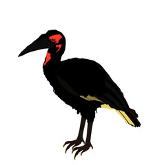 Southern Ground Hornbill vector illustration isolated on white background. Big bird. Bucorvus leadbeateri.