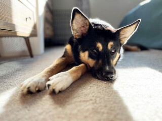 Husky German Shepherd cross lying down on the carpet, basking in the sunlight.
