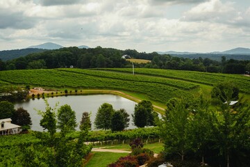 Wide grape vineyard with lake on a gloomy day