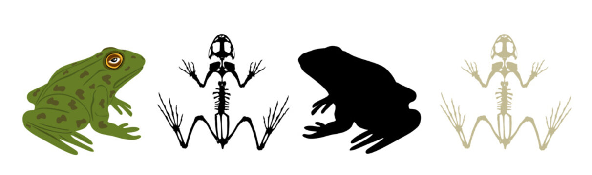 Green frog skeleton vector silhouette illustration isolated on white background. Animals anatomy. Zoology, anatomy of amphibian. Education frog body parts, toad skeleton structure.