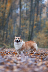 cute corgi dog walks in the autumn park in the pouring rain