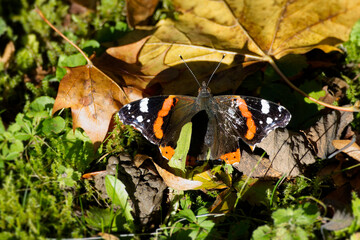 Red admiral butterfly (Vanessa Atalanta) perched on a yellow leaf in Zurich, Switzerland